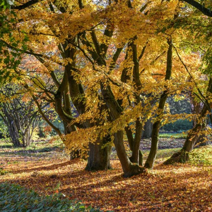 6 balades magnifiques en forêt non loin d’un musée