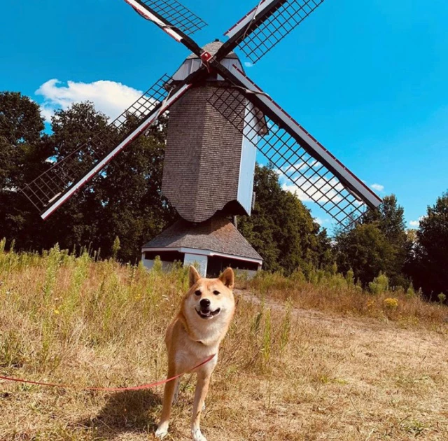 Bokrijk met hond