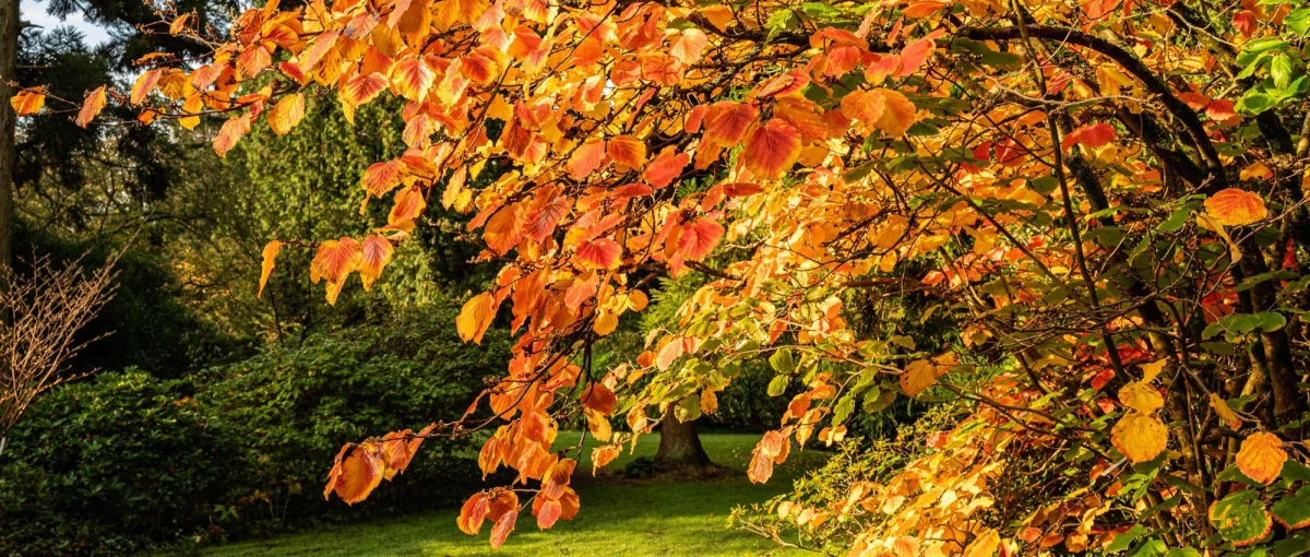 Arboretum Kalmthout