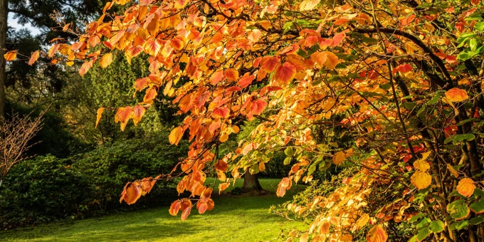 6 balades magnifiques en forêt non loin d’un musée